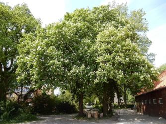 Garten- und Hof-Impressionen
