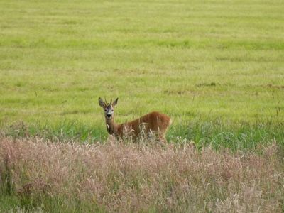 Ferienhof Hollwege - Landschaftsimpressionen