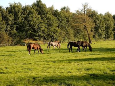 Ferienhof Hollwege - Landschaftsimpressionen