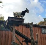 Kinder lieben die Tiere auf unserem Hof