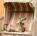 Kinder lieben die Tiere auf unserem Hof