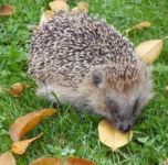 Kinder lieben die Tiere auf unserem Hof