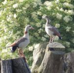 Kinder lieben die Tiere auf unserem Hof