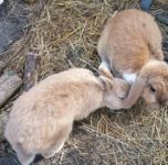 Kinder lieben die Tiere auf unserem Hof