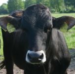 Kinder lieben die Tiere auf unserem Hof