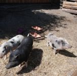 Kinder lieben die Tiere auf unserem Hof