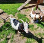 Onze dieren