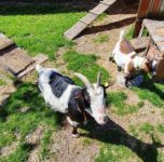 Kinder lieben die Tiere auf unserem Hof