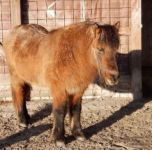 Kinder lieben die Tiere auf unserem Hof