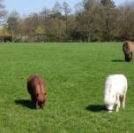 Kinder lieben die Tiere auf unserem Hof